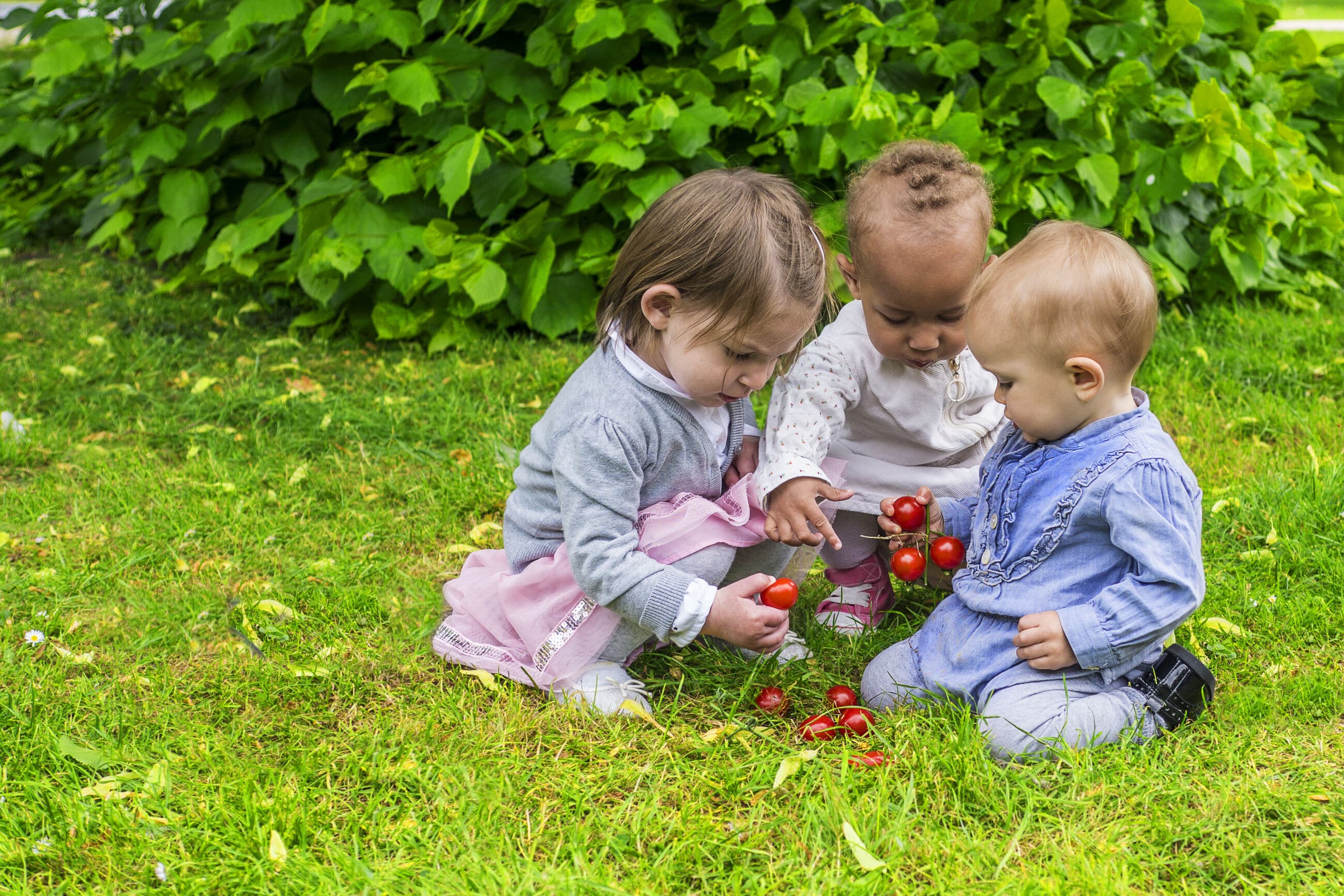 three infants looking at cherry tomatoes