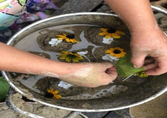 Someone plants sunflowers in a bucket with mud